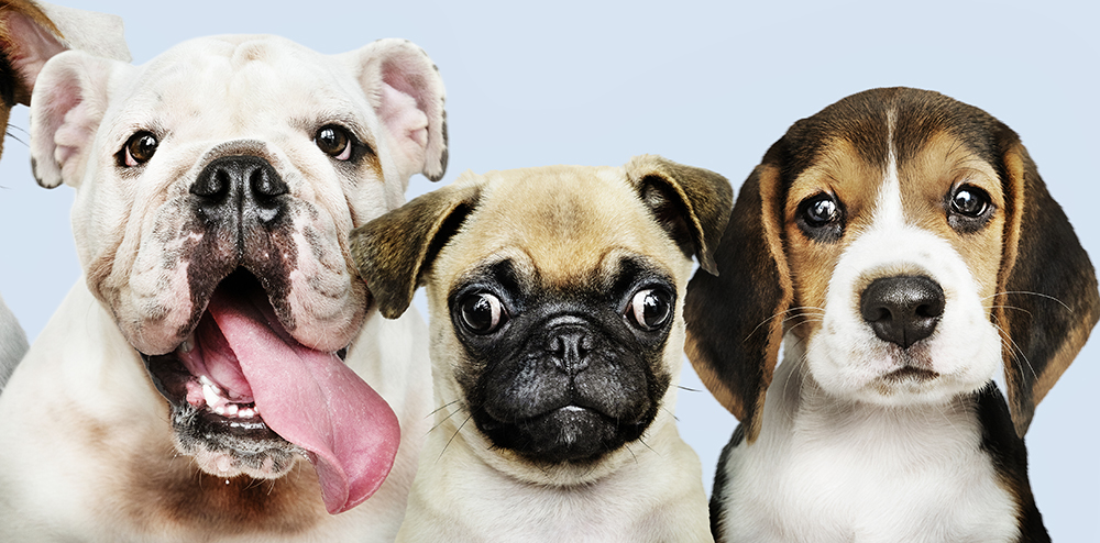 Group portrait of adorable puppies