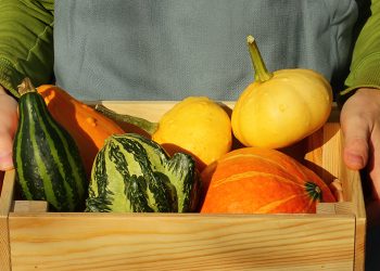 harvest decorative pumpkins in a wooden box. a gardener in an apron harvests ornamental pumpkins in the autumn garden. small business, startup on a farm