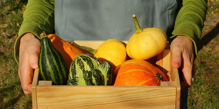 harvest decorative pumpkins in a wooden box. a gardener in an apron harvests ornamental pumpkins in the autumn garden. small business, startup on a farm