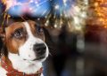 Cute domestic dog looking on the fireworks