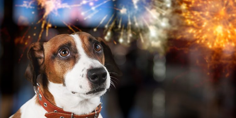 Cute domestic dog looking on the fireworks